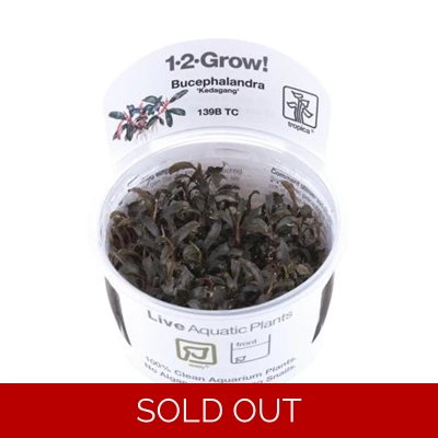 Bucephalandra 'Kedagang' 1-2-Grow